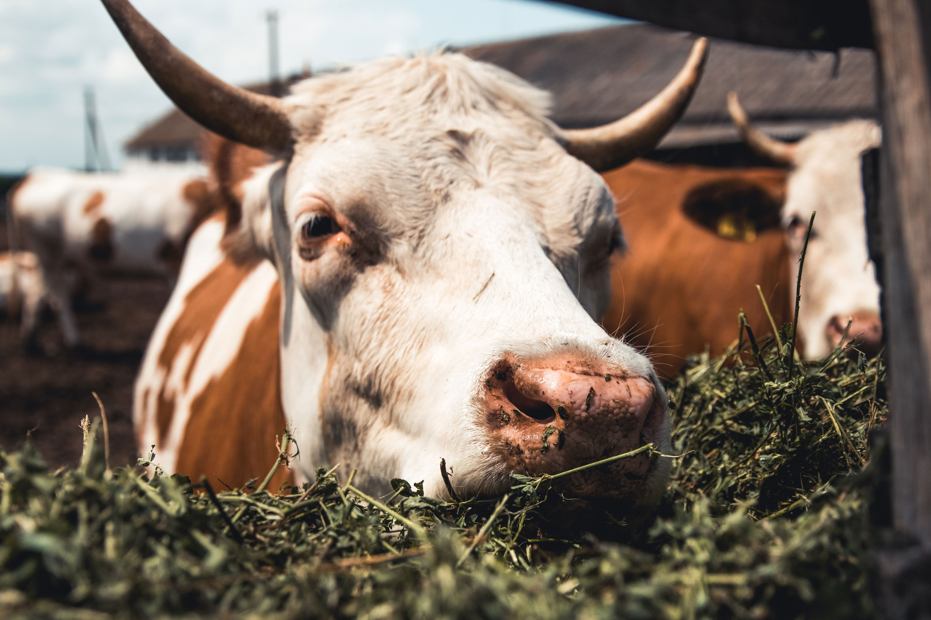 cows-milk-production-animals-WFZGHVH_1920x1280px